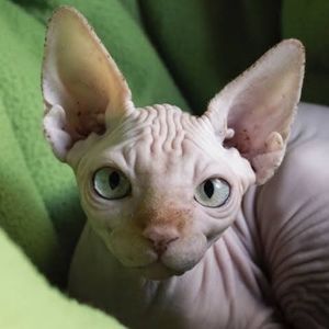 Meet your Posher, Billy